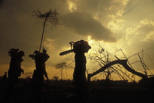 Short article on dangers of deforestation