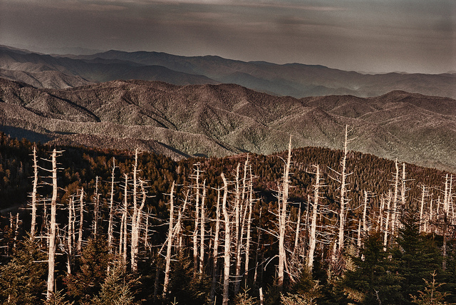 Dangers of deforestation to the environment and to human life