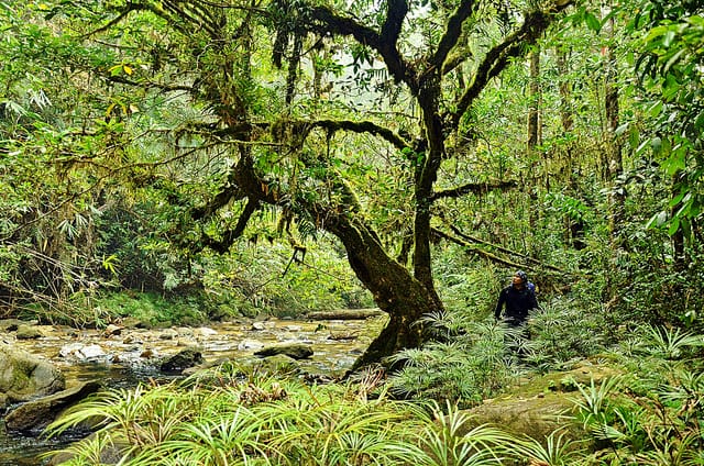 Various Tropical Rainforest Plants - Conserve Energy Future