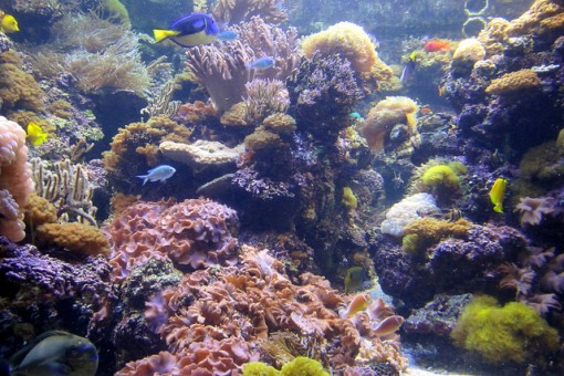 pacific-coral-reef-e1426507236909.jpg