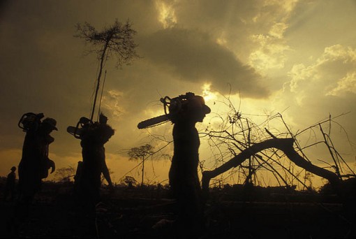 Without trees, the soil wash or blow away which causes vegetation growth problems.