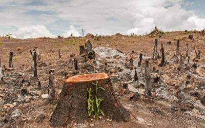Deforestation – Causes, Effects and Solutions To Clearing of Forests
