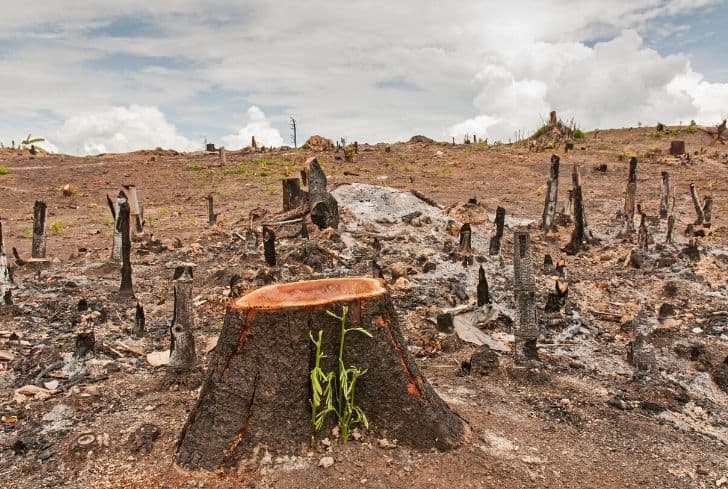 how does deforestation lead to desertification