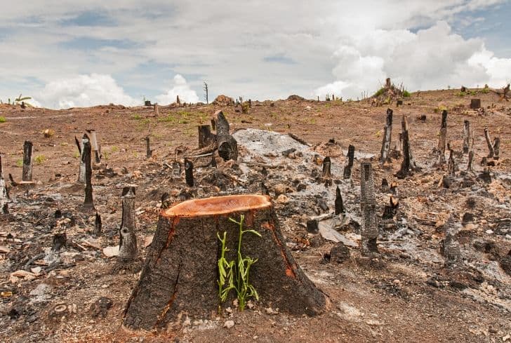 effects of deforestation on earth