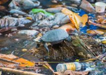 Causes, Effects and Solutions to Land Pollution You'll Wish You'd Known - Conserve Energy Future Causes, Effects and Solutions to Land Pollution You'll Wish You'd Known - Conserve Energy Future