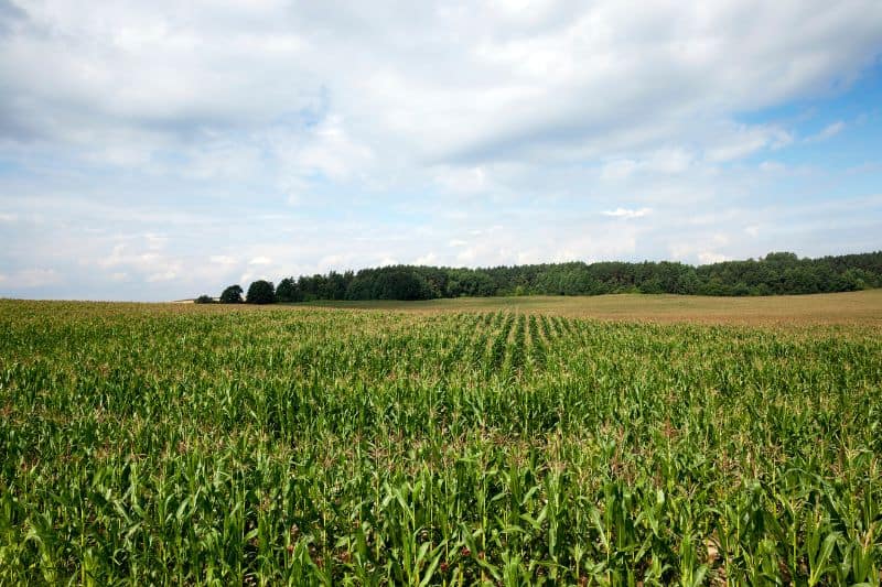 Corn monoculture