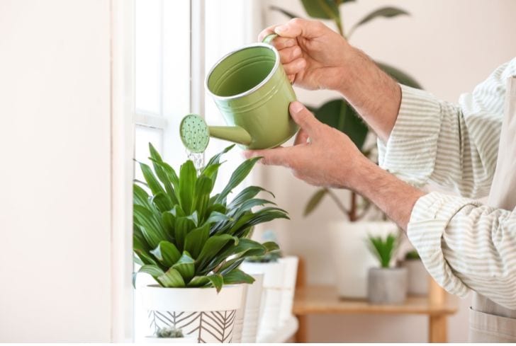 Watering plants