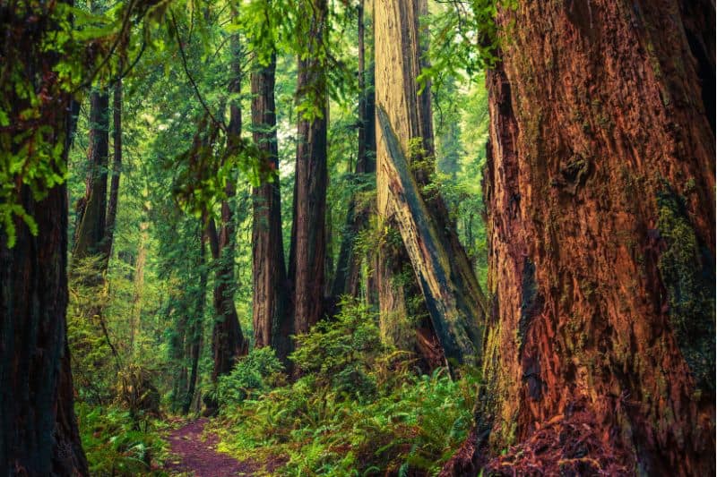 redwood forest