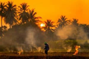 photo-farmers-burn-rice-fields-rice