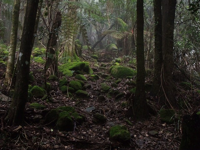 What is a Rainforest? Features, Importance and Location of Rainforests