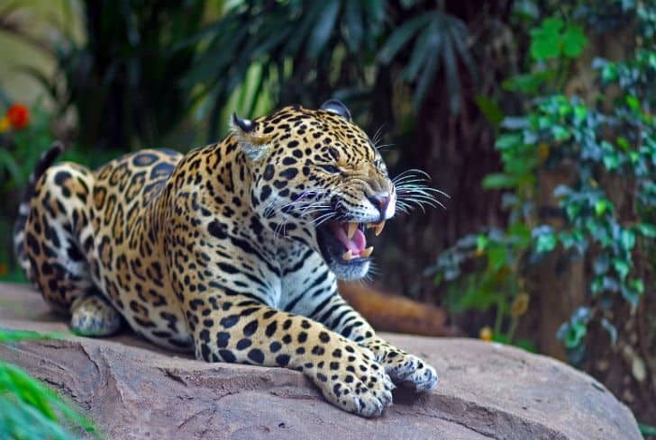 15 Most Endangered Species on Earth That Are Nearly Extinct - Conserve Energy Future 15 Most Endangered Species on Earth That Are Nearly Extinct - Conserve Energy Future