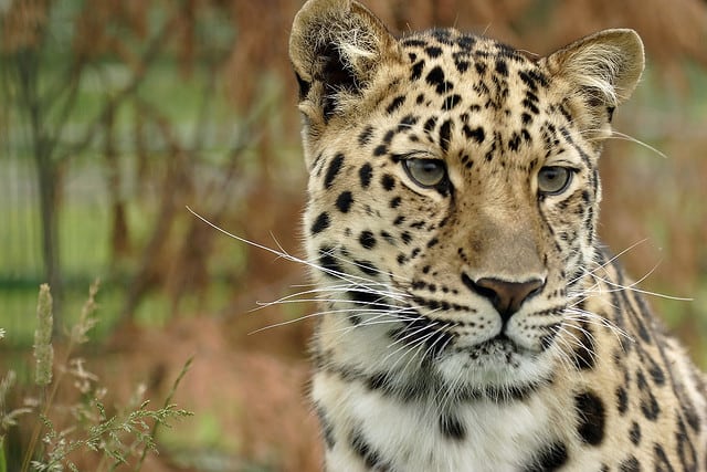 Most Endangered Animals List