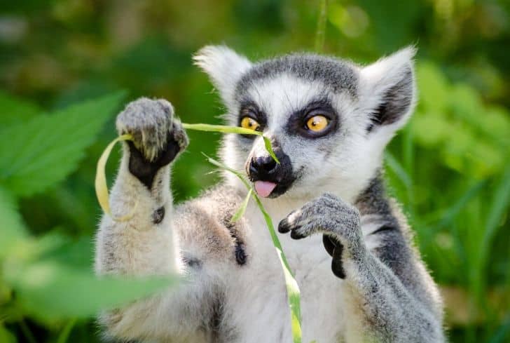 15 Most Endangered Species on Earth That Are Nearly Extinct - Conserve Energy Future 15 Most Endangered Species on Earth That Are Nearly Extinct - Conserve Energy Future