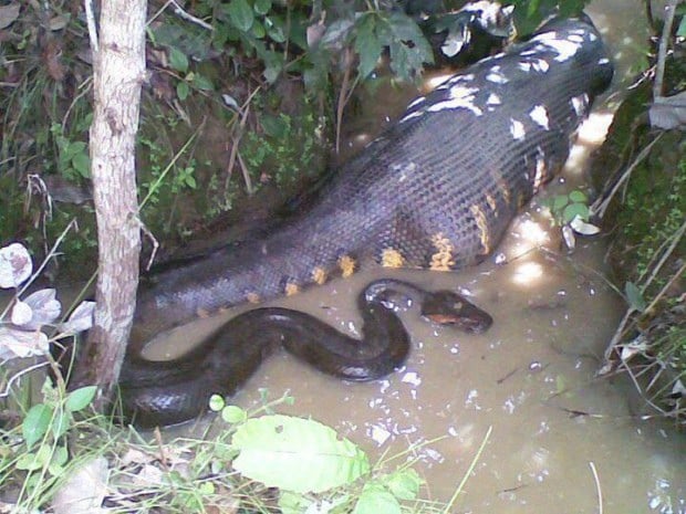 Various Tropical Rainforest Animals Conserve Energy Future