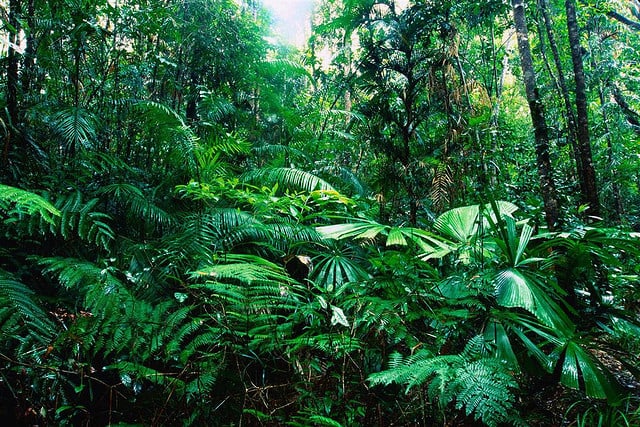 The Tropical Rainforest Biome