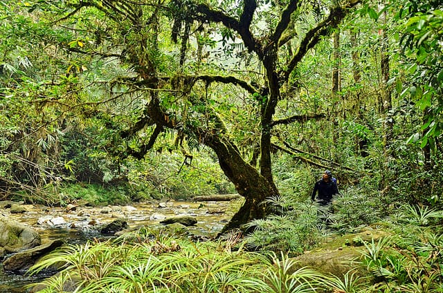 names of the tropical rainforest plants