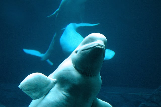 Beluga_Whale