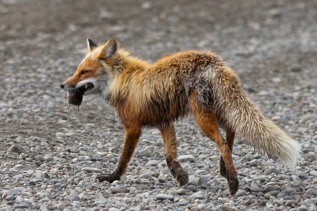 Various Tundra Animals - Conserve Energy Future Various Tundra Animals - Conserve Energy Future