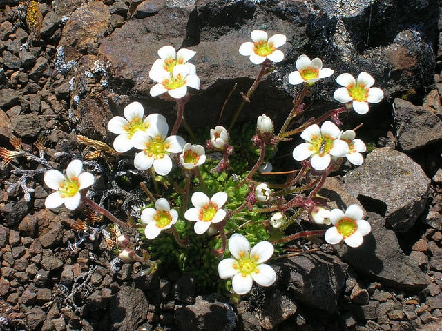 15+ Various Tundra Plants That Can Be Found in Tundra Region - Conserve  Energy Future