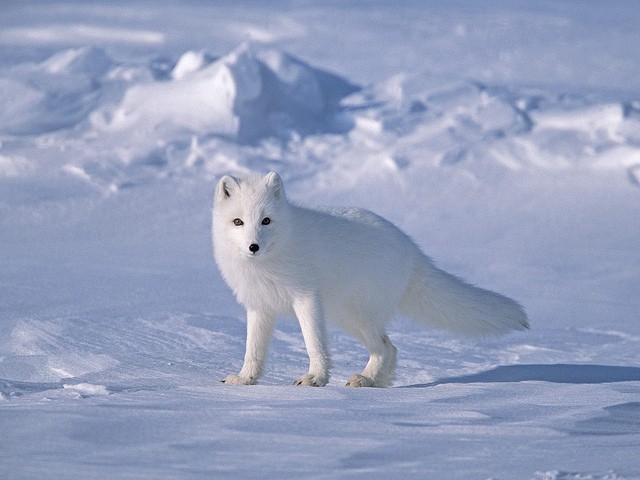 Tundra_biome_Arctic_fox