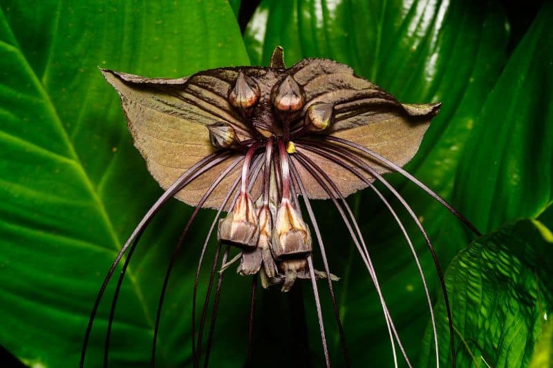 Black Bat-Flower is an endangered species