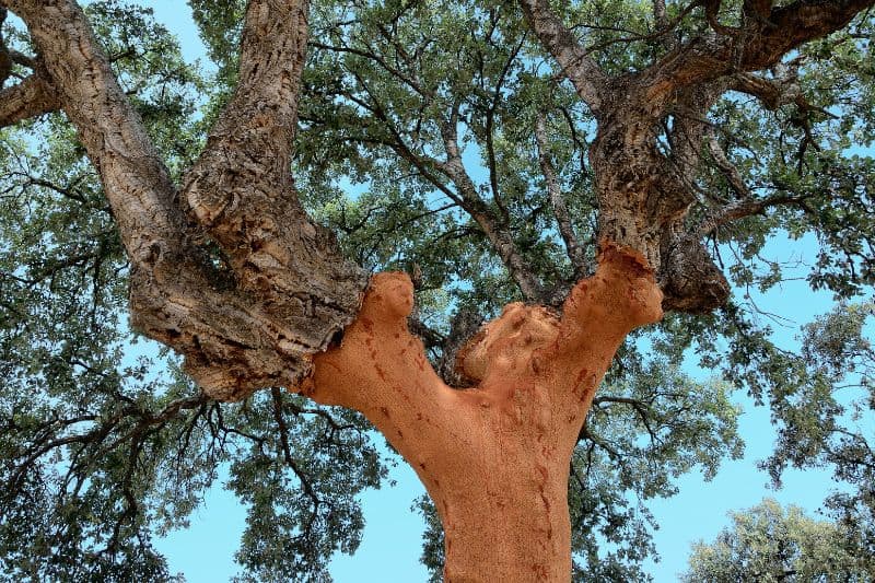 Cork Tree is an endangered species