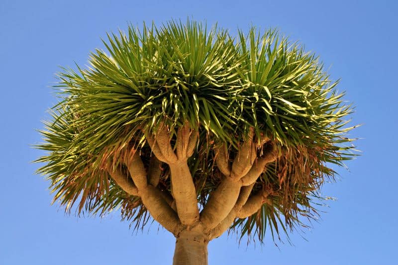 Dragon Tree is an endangered species
