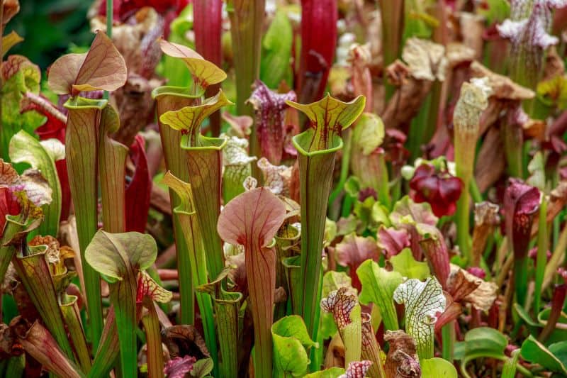 Green Pitcher Plant is an endangered species