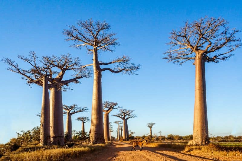 Baobab Tree is an endangered species