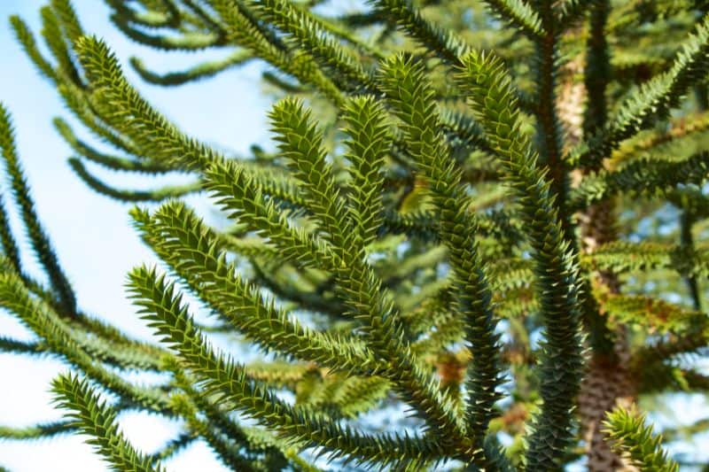 Monkey Puzzle Tree is an endangered species