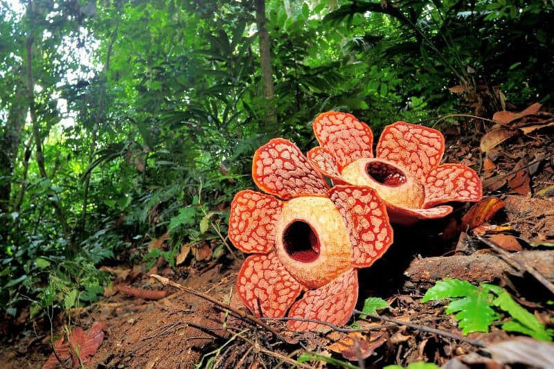 Rafflesia is an endangered species