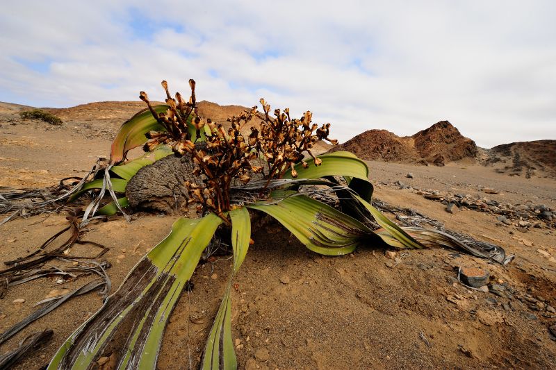 Welwitschia Mirabilis is an endangered species