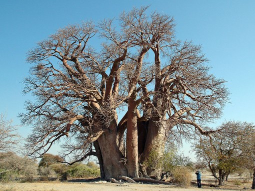 baobab-tree