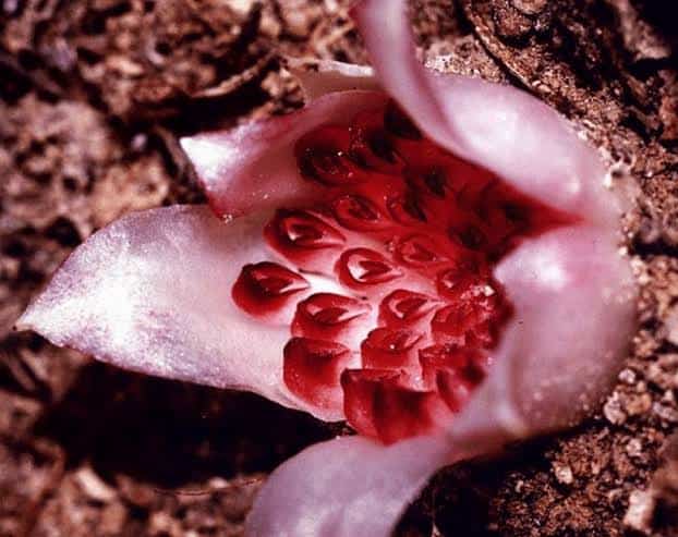 Rhizanthella gardneri is an endangered species