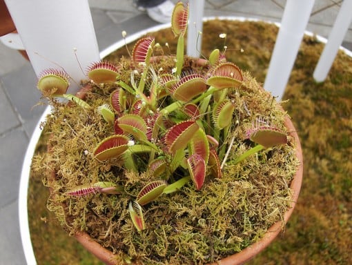 Top 15 Endangered Plant Species - Conserve Energy Future Top 15 Endangered Plant Species - Conserve Energy Future