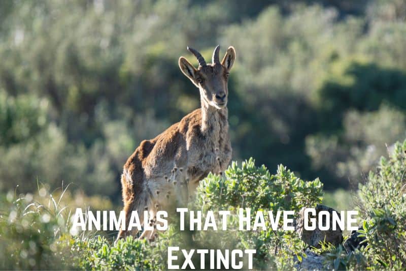 animals-that-have-gone-extinct