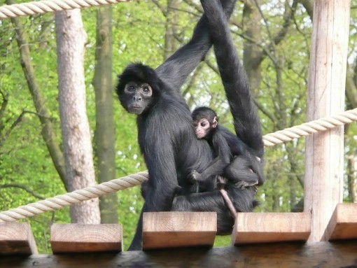 30 Interesting Facts About Endangered Species - Conserve Energy Future 30 Interesting Facts About Endangered Species - Conserve Energy Future