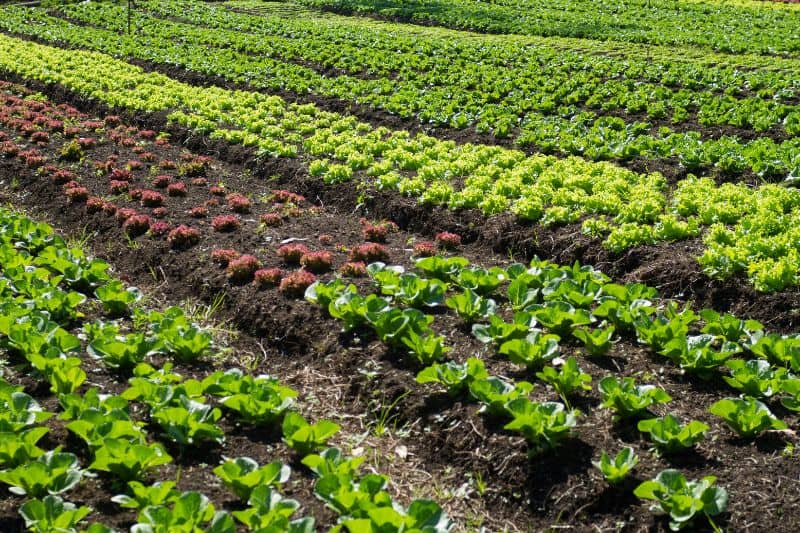 Crop Rotation for Sustainability