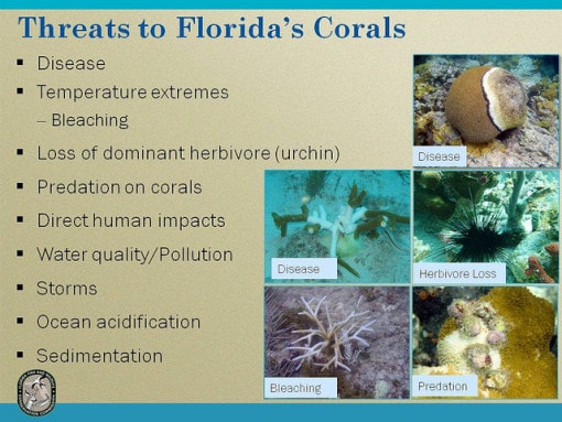 acidification ocean solution for Ocean Acidification? is   What Conserve Energy Future