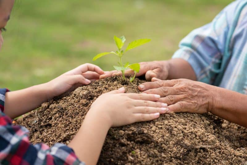 Planting Trees