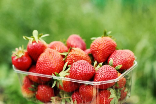 strawberries-in-organic-farm