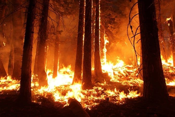 Causes, Effects and Brilliant Solutions to Growing Problem of Wildfires -  Conserve Energy Future