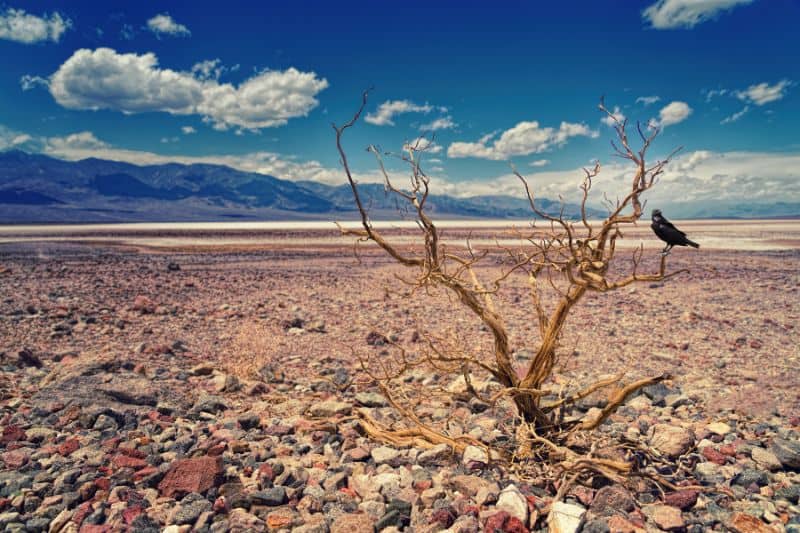 Drought and water scarcity