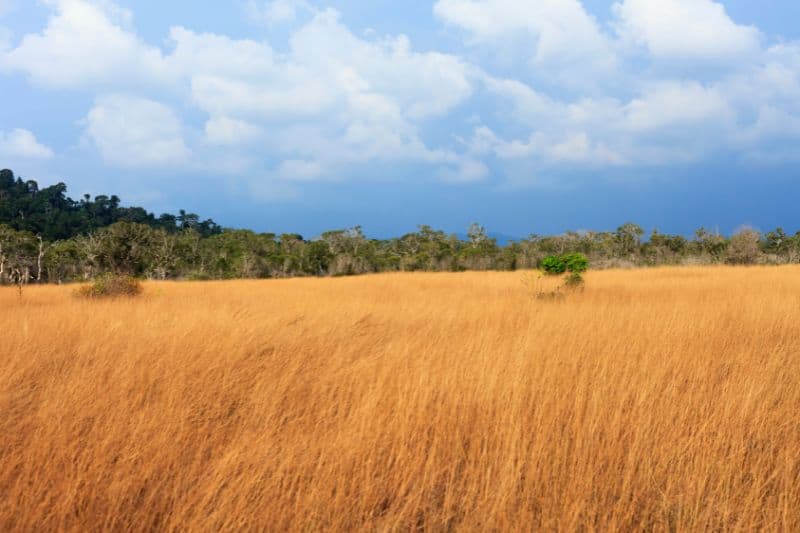 Temperate grassland