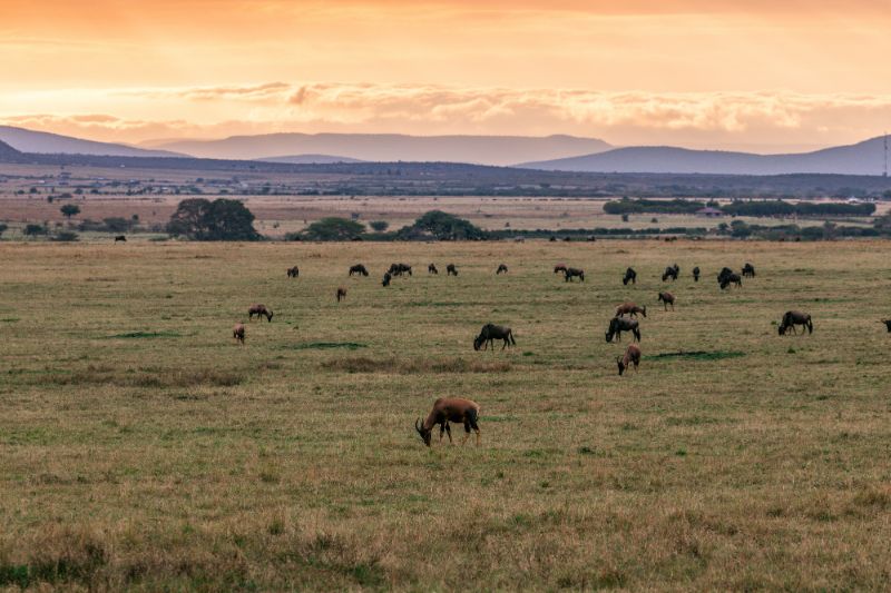 Temperate grassland herbivores