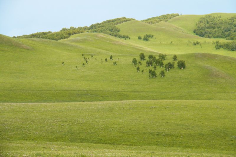 Temperate grasslands