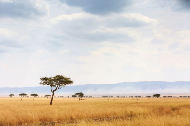 Temperate grassland plants