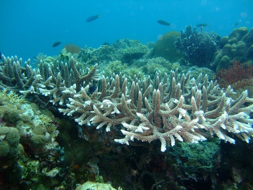 coral-bleaching-2