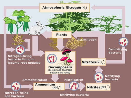 nitrogen-cycle