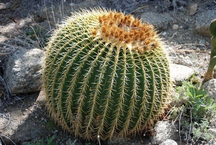 Beautiful Desert Plants With Names